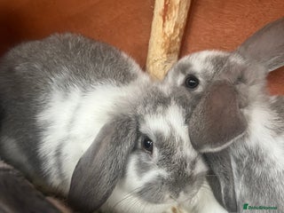 Mini Lop rabbits Baby mini lop bunnies - Advert 1