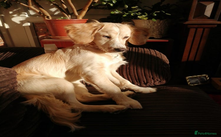 Mixed Breed dogs - Advert 11