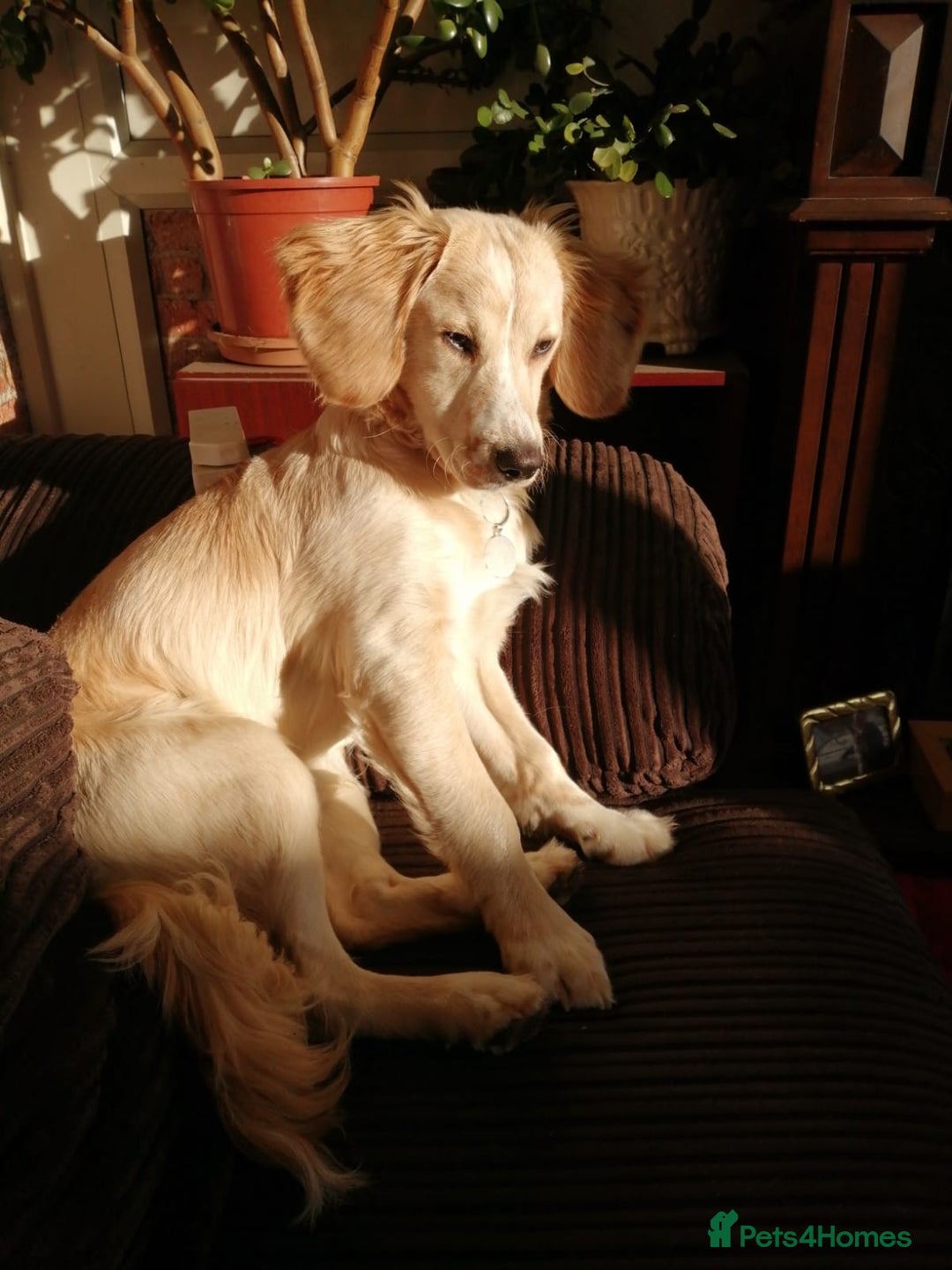 Mixed Breed dogs for sale: 7month boy golden retriever spaniel sam - Image 1