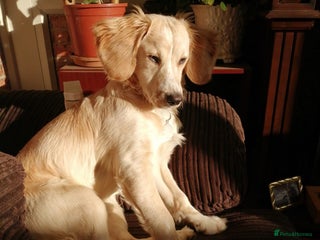 Mixed Breed dogs - Advert 24