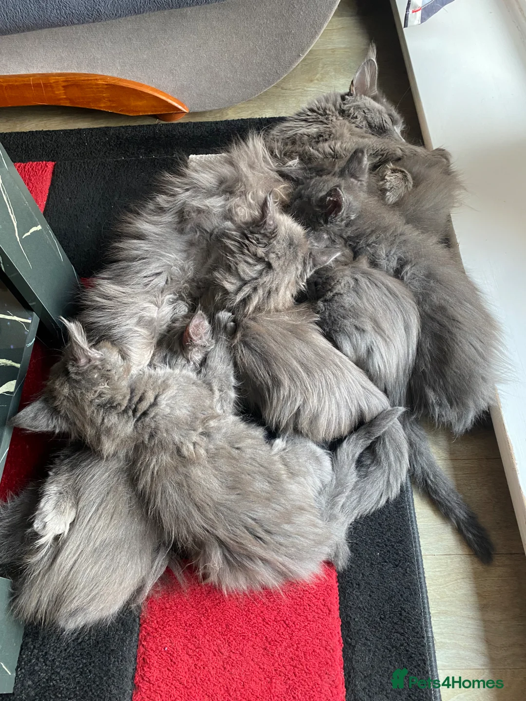 Maine Coon cats for sale: 💙*🦁*BLUE MAINE COON*💎*KITTENS*🦁*💙 - Advert 2