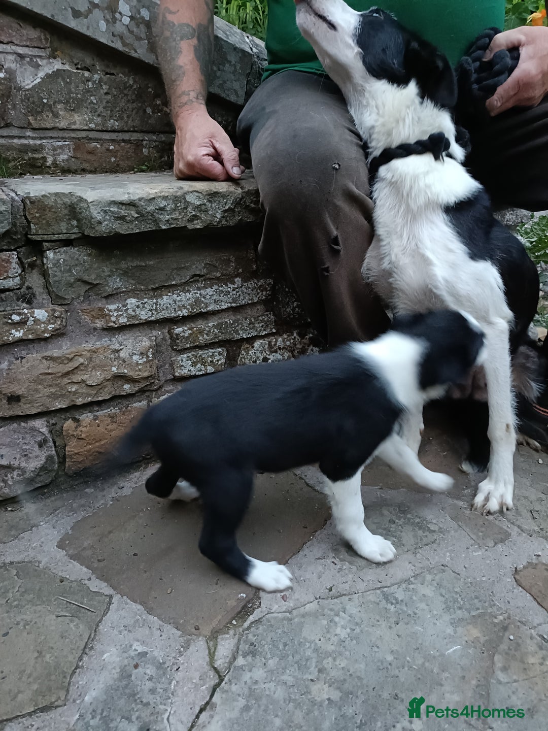 Border Collie dogs for sale: Border collie male puppy  - Image 3