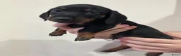 Dachshund dogs for sale: 6 Dachshund beautiful puppies for sale - Advert 19