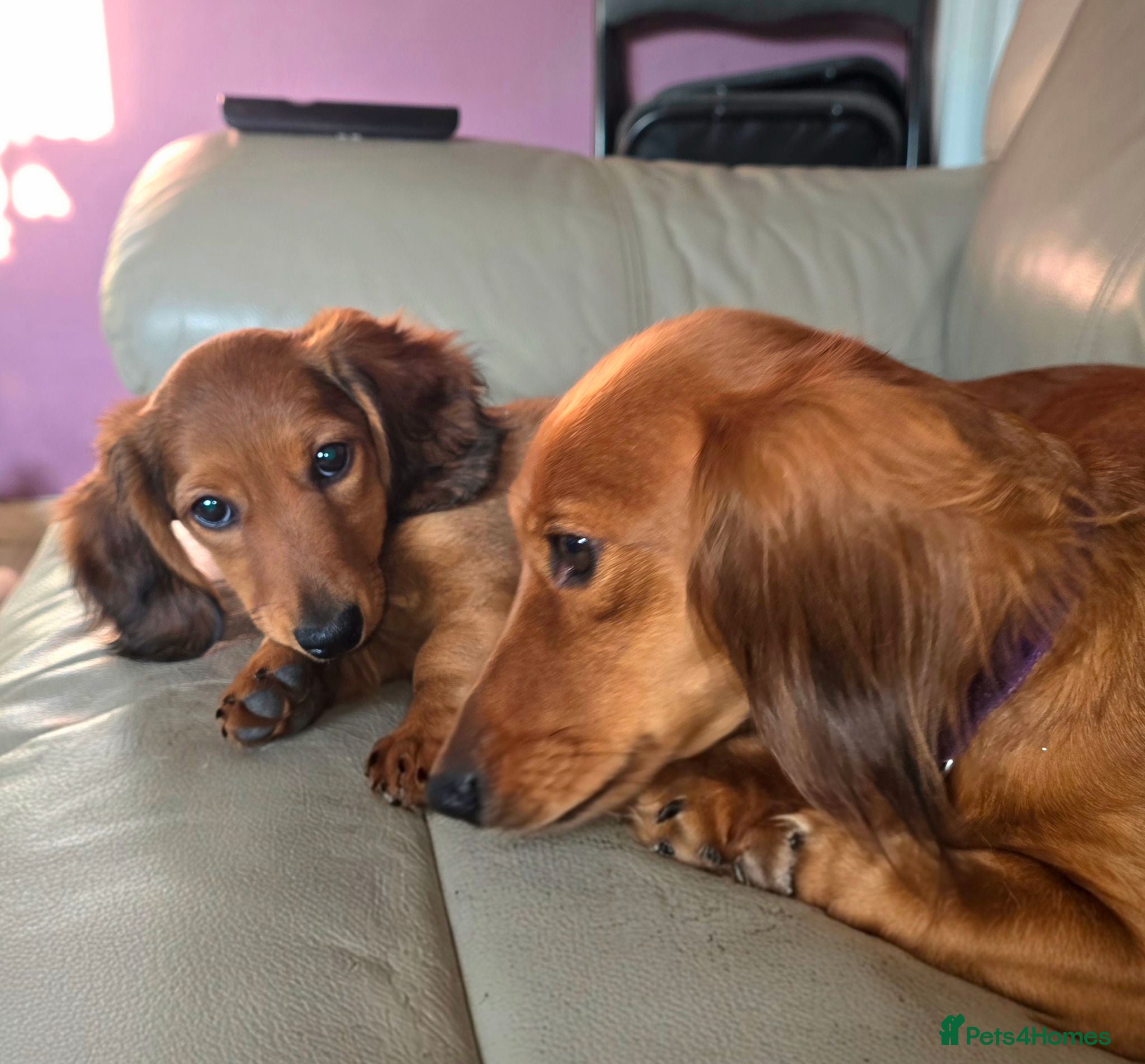 Miniature Dachshund dogs 🎉REDUCED🎉 1 GIRL RTG! Longhair Mini Dachshund - Advert 10