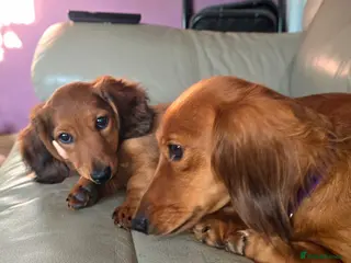 Miniature Dachshund dogs 🎉REDUCED🎉 1 GIRL RTG! Longhair Mini Dachshund - Advert 1