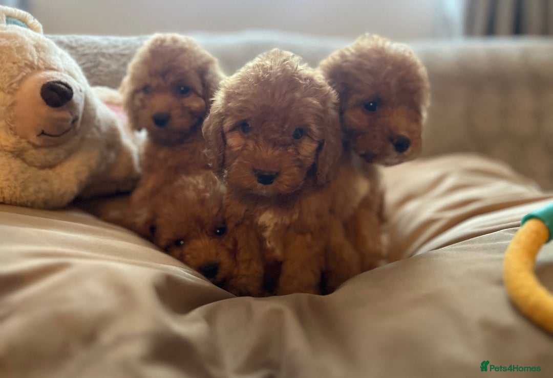 Cockapoo dogs for sale: F1 cockapoo puppies- Health test clear  - Image 10