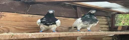 Pigeons birds for sale: Pakistani high flyers for sale  - Advert 10