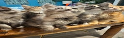 Maine Coon cats for sale: Maine coon kittens 5 girls  - Advert 9