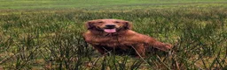 Golden Retriever dogs for sale: Waiting list open  - Advert 22