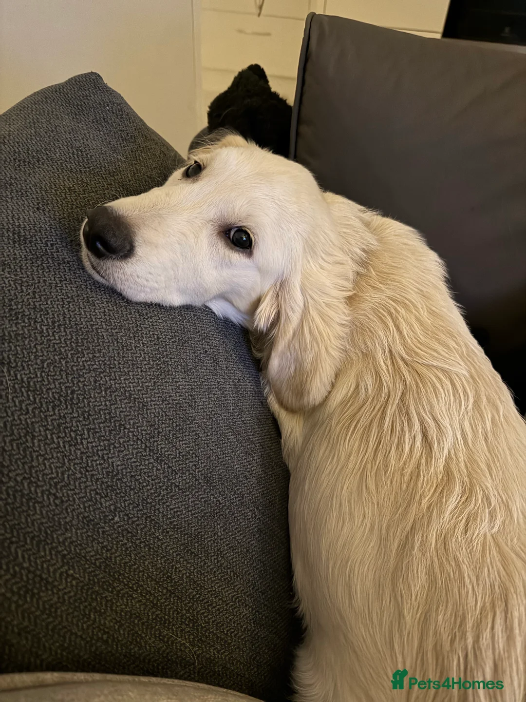Golden Retriever dogs for sale: 6 month old, Male golden retriever  - Advert 11