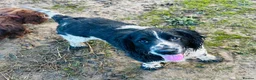 Cocker Spaniel dogs for sale: STUNNING WORKING COCKER SPANIEL PUPS - Advert 36