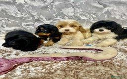 Cavalier King Charles Spaniel dogs for sale: Quality cavalier King Charles spaniel pups - Image 5