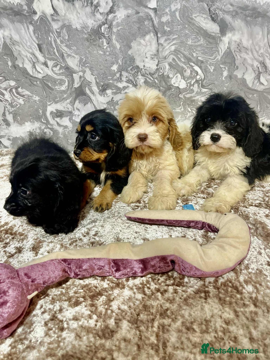 Cavalier King Charles Spaniel dogs for sale: Quality cavalier King Charles spaniel pups - Image 5