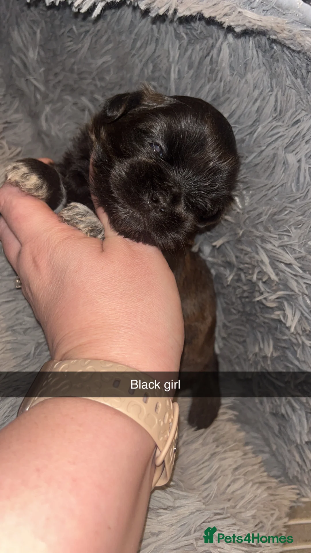 Shih Tzu dogs for sale: Shih Tzu puppies for sale  - Advert 12