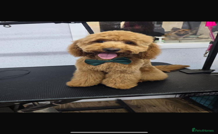 Cockapoo dogs - Advert 8