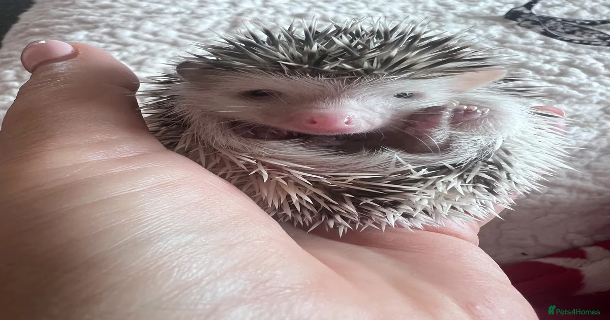 Pygmy Hedgehog Rodents for sale | Pets4Homes