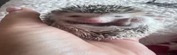 Pygmy Hedgehog rodents for sale: African Pygmy hedgehog hoglets  - Advert 7