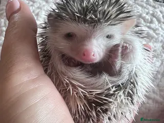 Pygmy Hedgehog rodents African Pygmy hedgehog hoglets - Advert 2