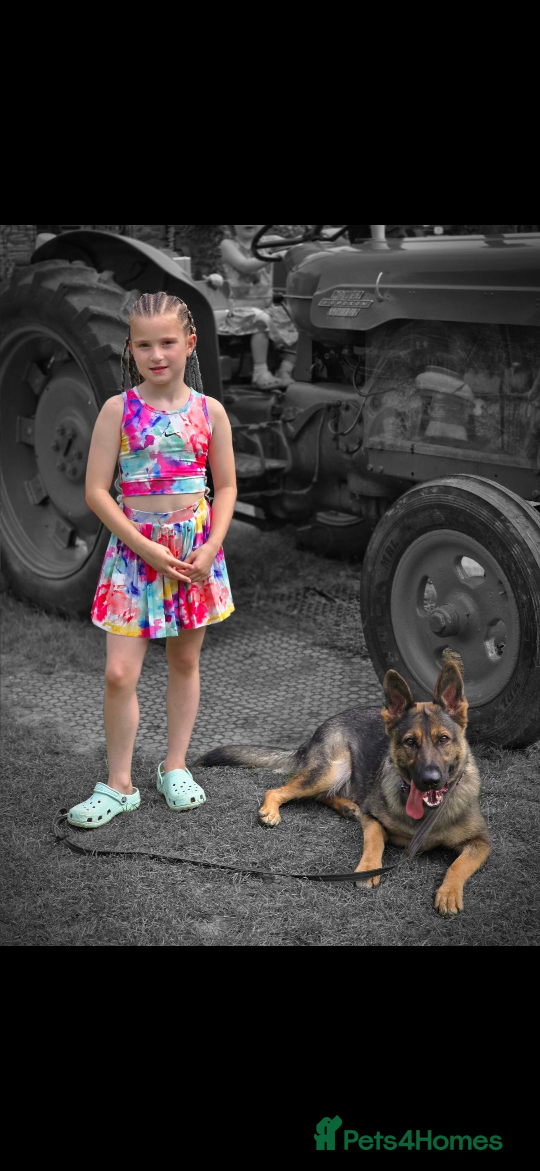 German Shepherd dogs for sale: Guard dog  - Advert 14