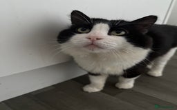 Turkish Angora cats for sale: Turkish Angora Tuxedo  - Image 2