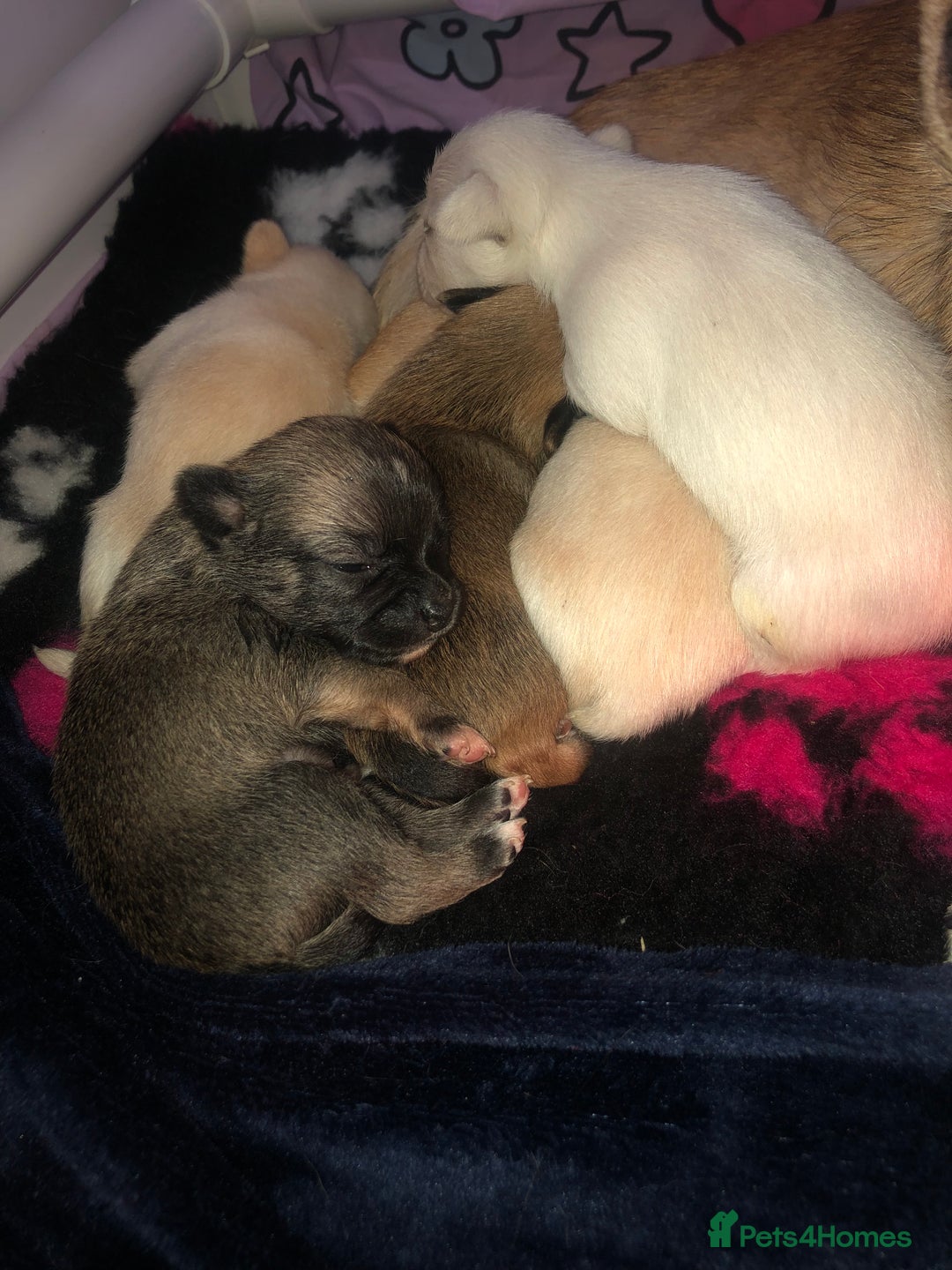 Pomchi dogs for sale: 🐾MALE POMCHI PUPPIES🐾 - Advert 31