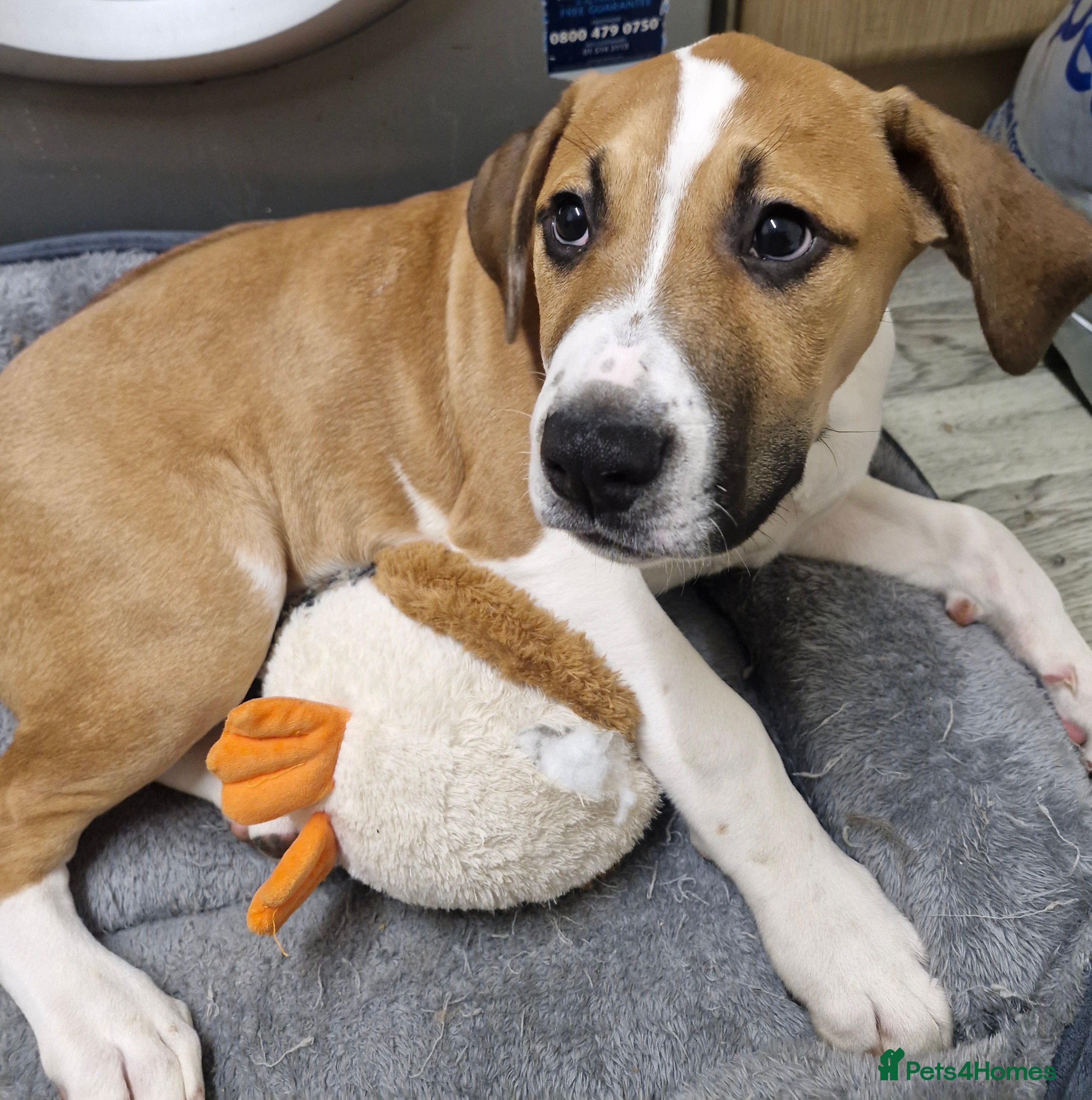 Mixed Breed dogs Male cane corso cross staffy - Advert 1