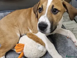 Mixed Breed dogs Male cane corso cross staffy - Advert 1