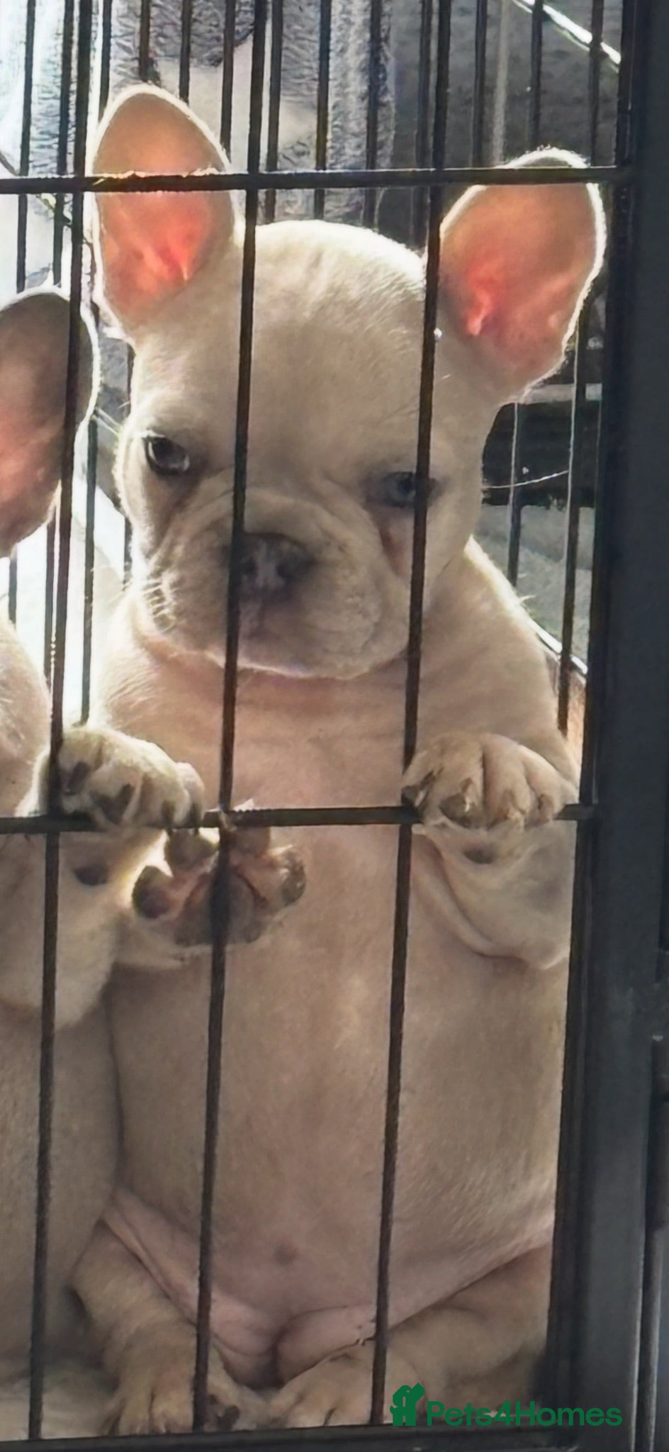 French Bulldog dogs LAST REDUCED £750 French Bulldog Male pups  - Advert 9