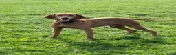Hungarian Vizsla dogs for sale: Champion Bred Hungarian Vizsla Pups 0.9%COI KC Reg - Advert 11