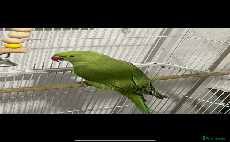 Ringnecks birds - Advert 2