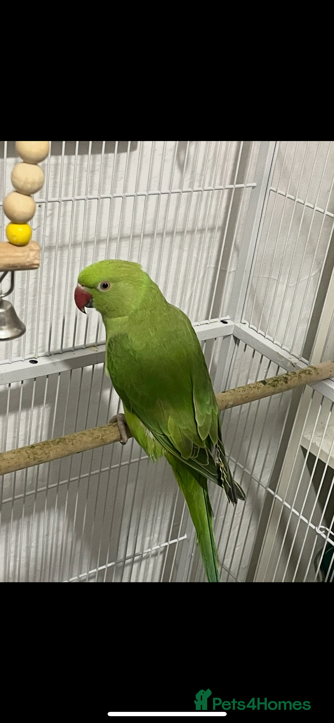 Ringnecks birds for sale: Ringneck  - Image 1