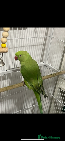 Ringnecks birds - Advert 4