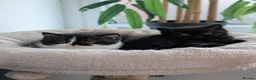British Longhair cats for sale: GCCF British Longhair - Advert 9