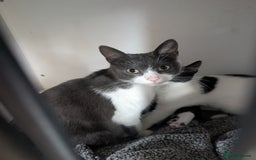 Mixed Breed cats for sale: Black and white kittens  - Image 7