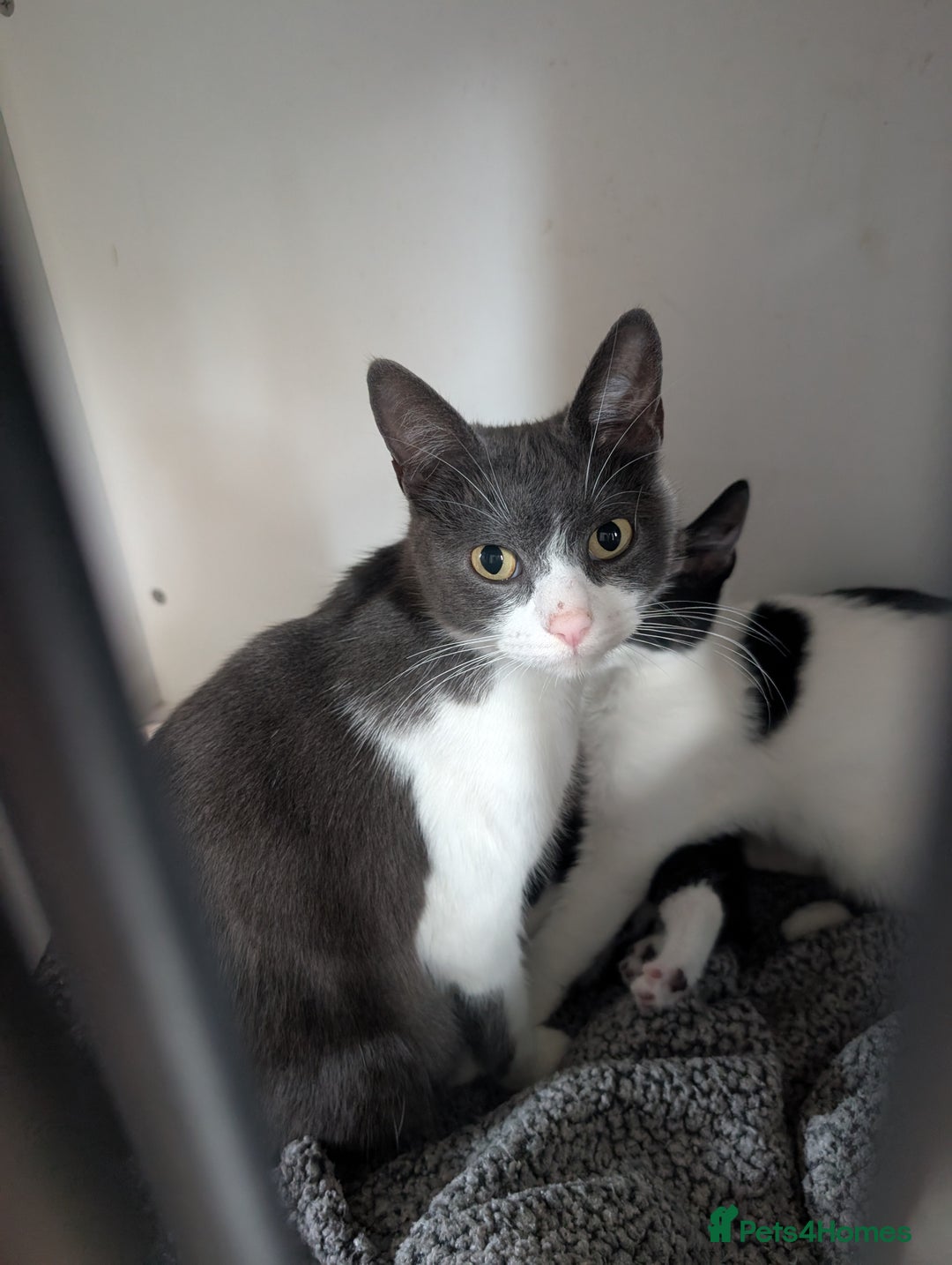 Mixed Breed cats for sale: Black and white kittens  - Image 7