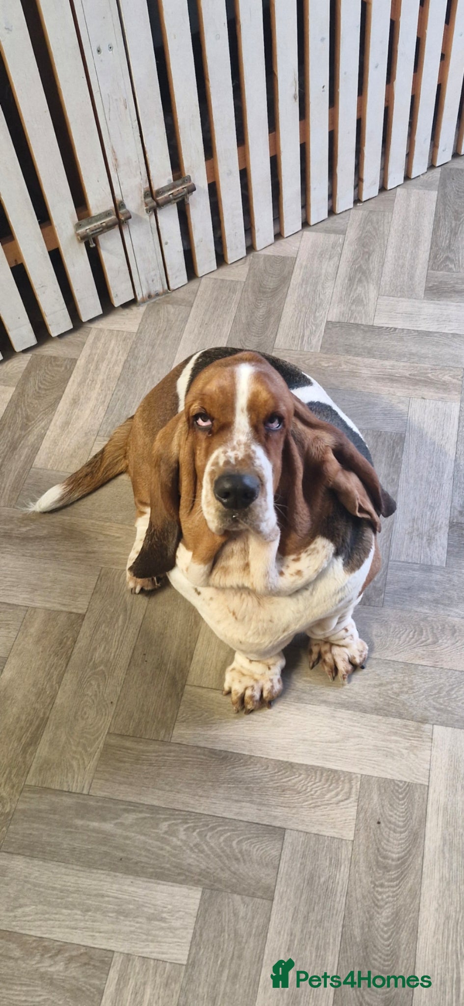 Basset Hound dogs Basset Hound pups KC registered  - Advert 1