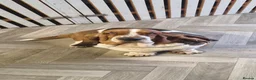 Basset Hound dogs for sale: Basset Hound pups KC registered  - Advert 1