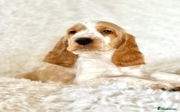 Cocker Spaniel dogs for sale: Golden Roan Full Health Tests Showline KC Reg Pups - Image 29