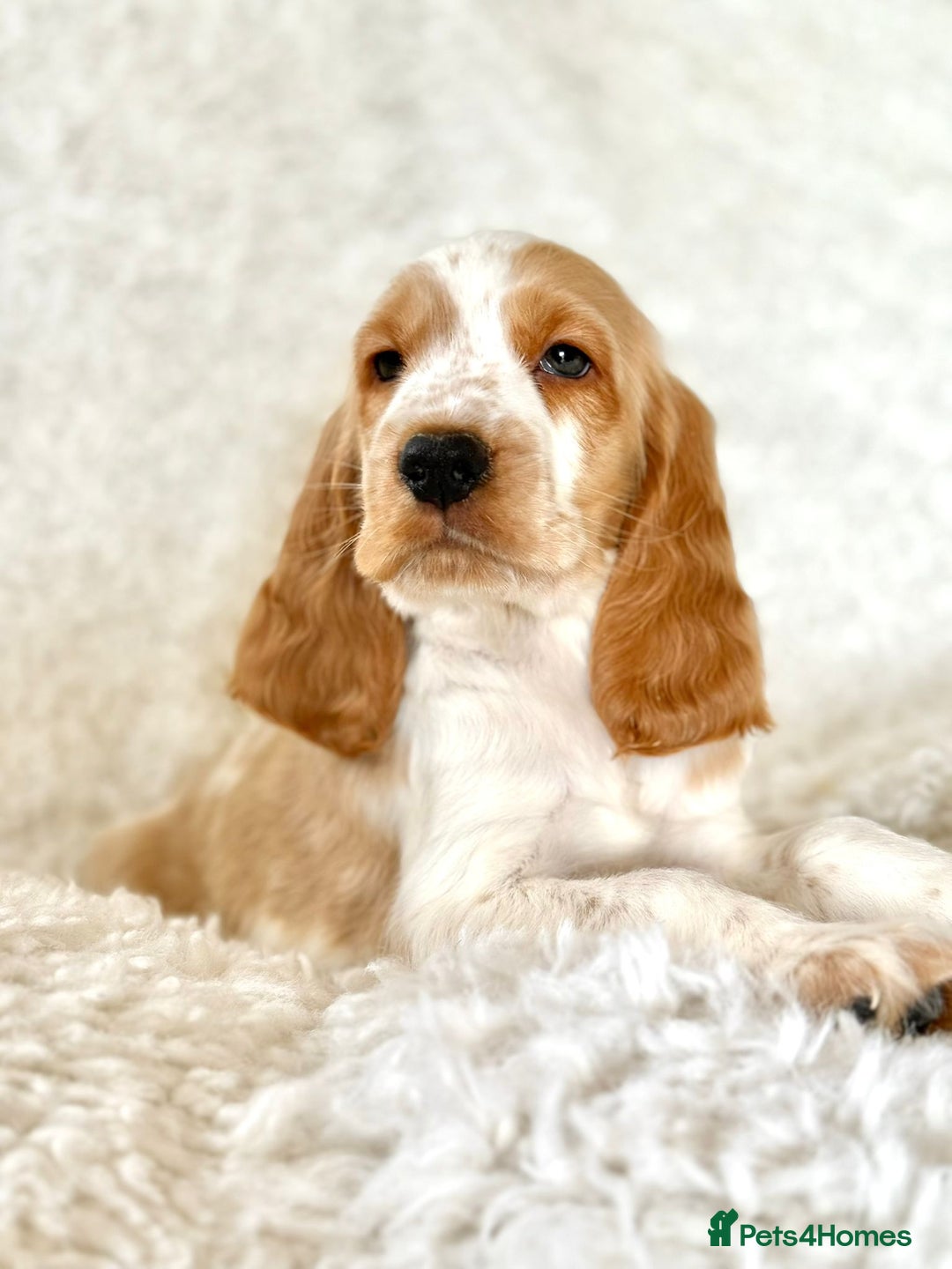 Cocker Spaniel dogs for sale: Golden Roan Full Health Tests Showline KC Reg Pups - Image 29