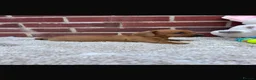 Dachshund dogs for sale: 5 gorgeous miniature dachshund puppy’s🐶 in Cullompton - Advert 28