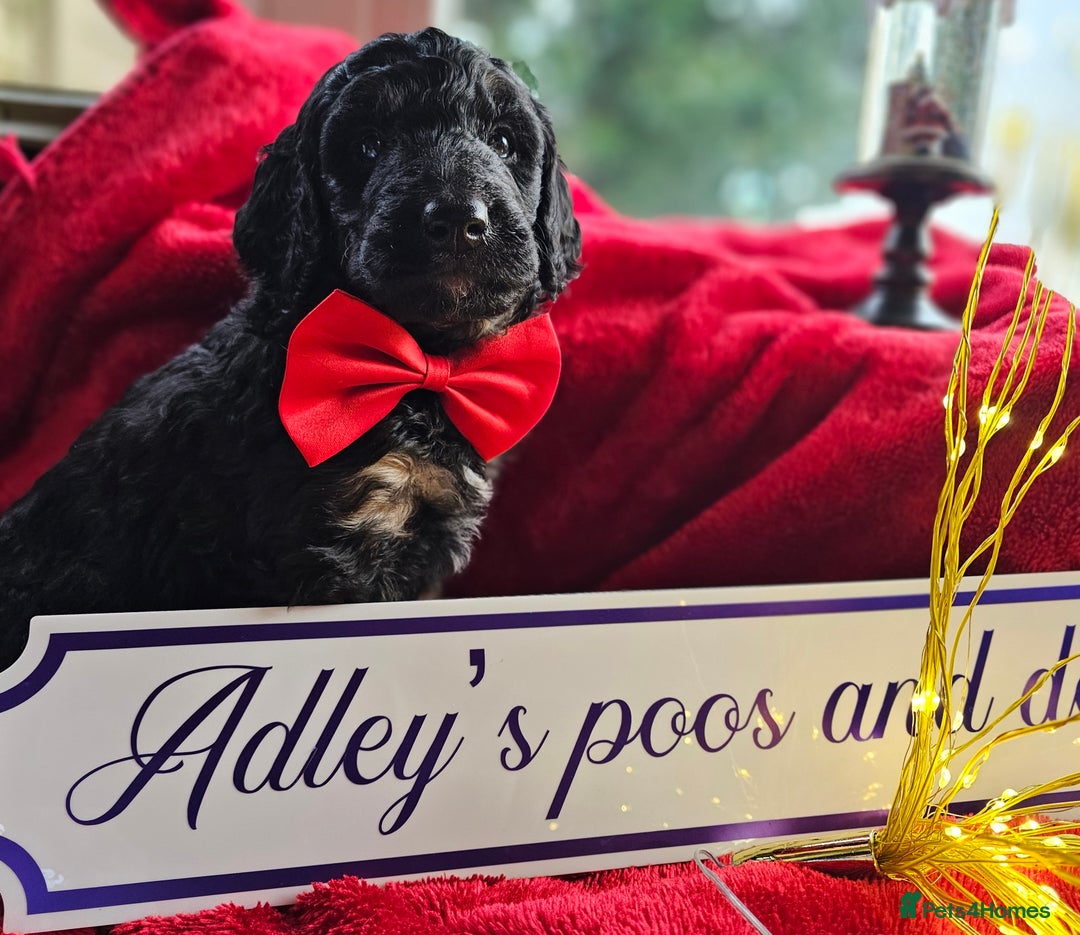 Bernedoodle dogs for sale: Exceptional Quality ❤️ Health tested  - Advert 5