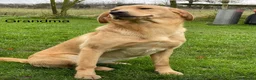 Labrador Retriever dogs for sale: KC Reg Labrador Retriever Puppies Health Tested in Melton Mowbray - Advert 5