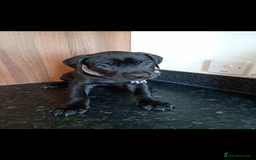Mixed Breed dogs for sale: Great dane X Cane corso  - Image 5