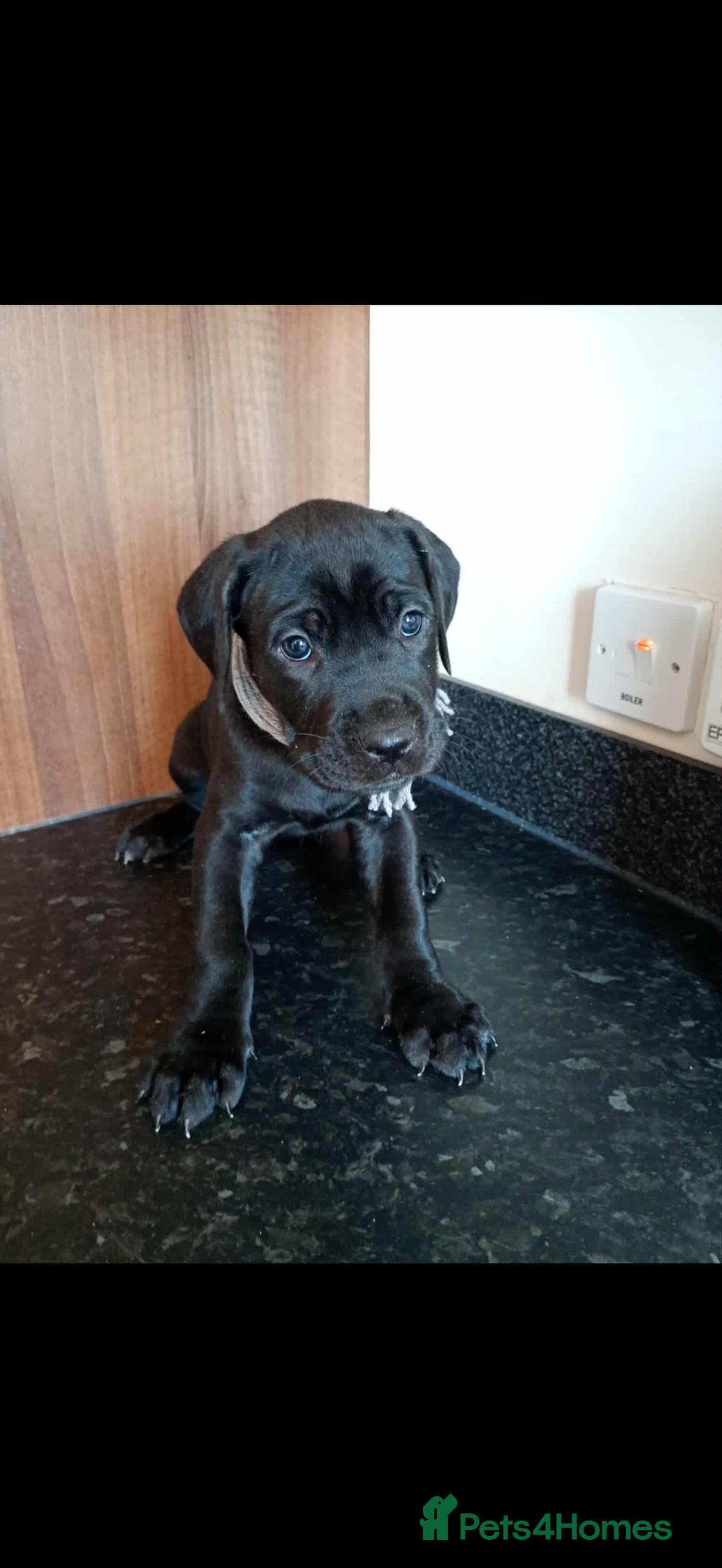 Mixed Breed dogs for sale: Great dane X Cane corso  - Image 5