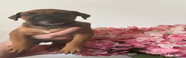 Mixed Breed 8