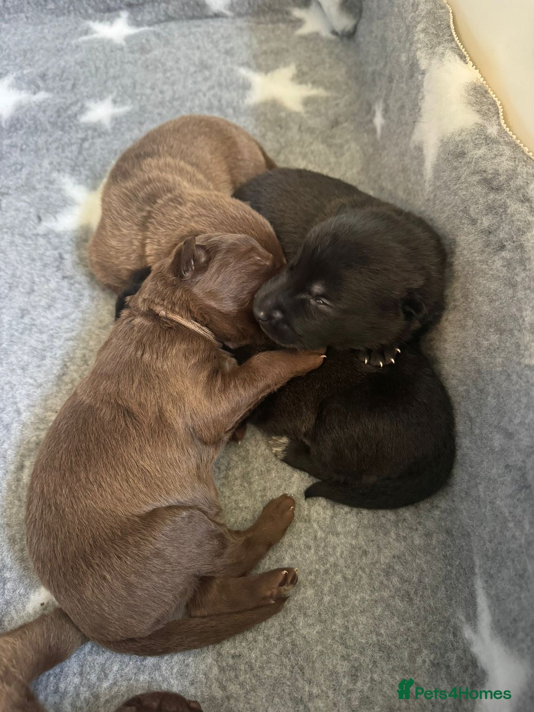 German Shepherd dogs for sale: Stunning German Shepherd X Puppies  - Advert 13