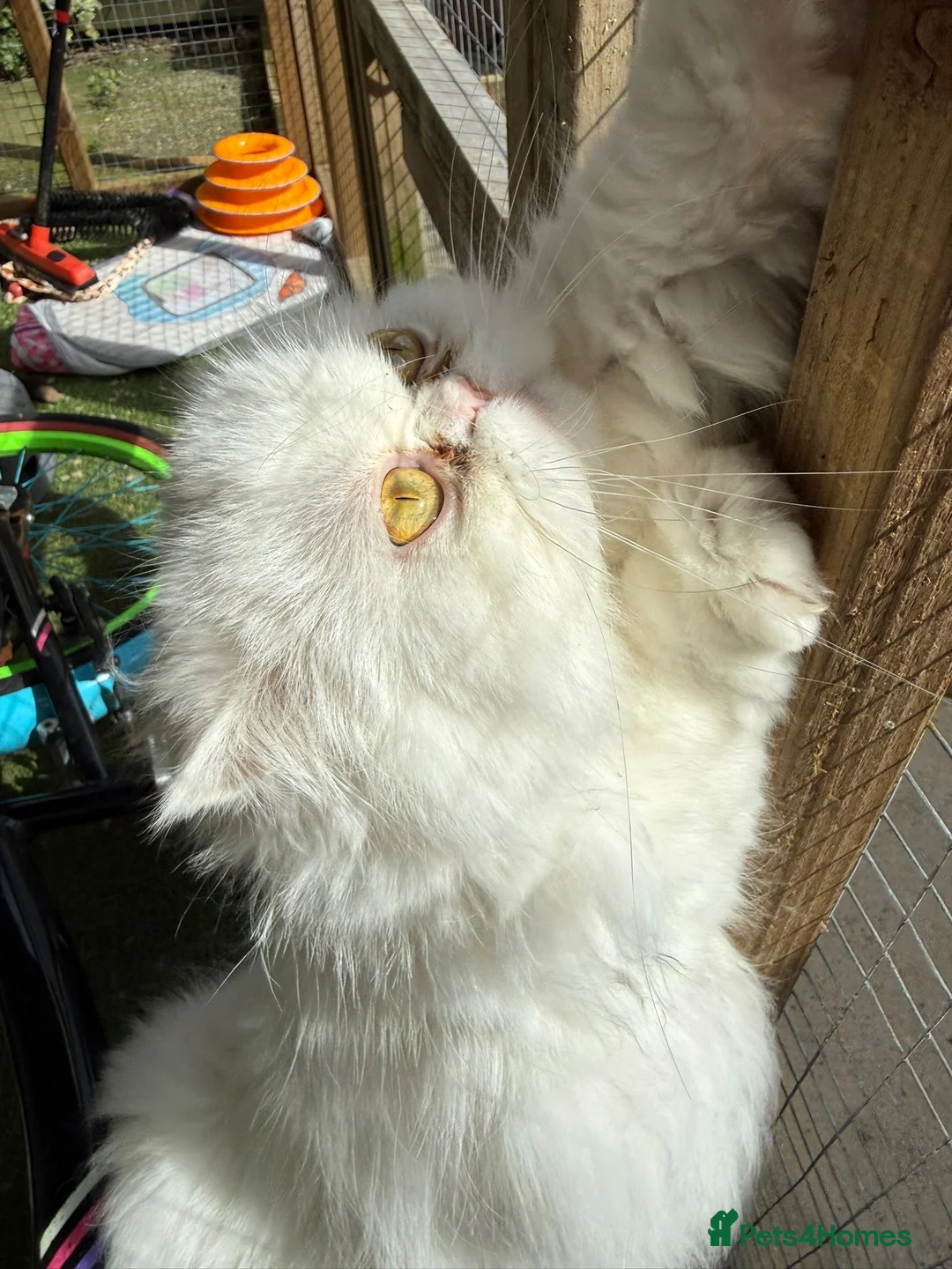 Persian cats for sale: White Persian female looking for a loving home - Advert 2