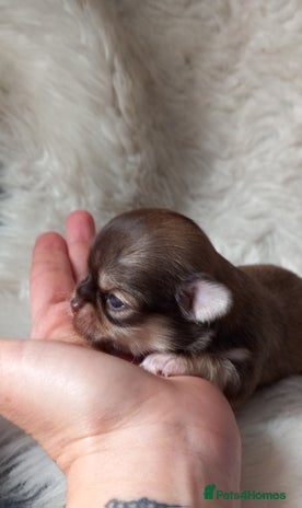 Chihuahua dogs ❤️🔥Dna tested parents❤️🔥Long-coat 2boys 2girls - Advert 1