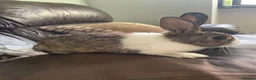Mixed Breed rabbits for sale: Female and male rabbits in Isleworth - Advert 5