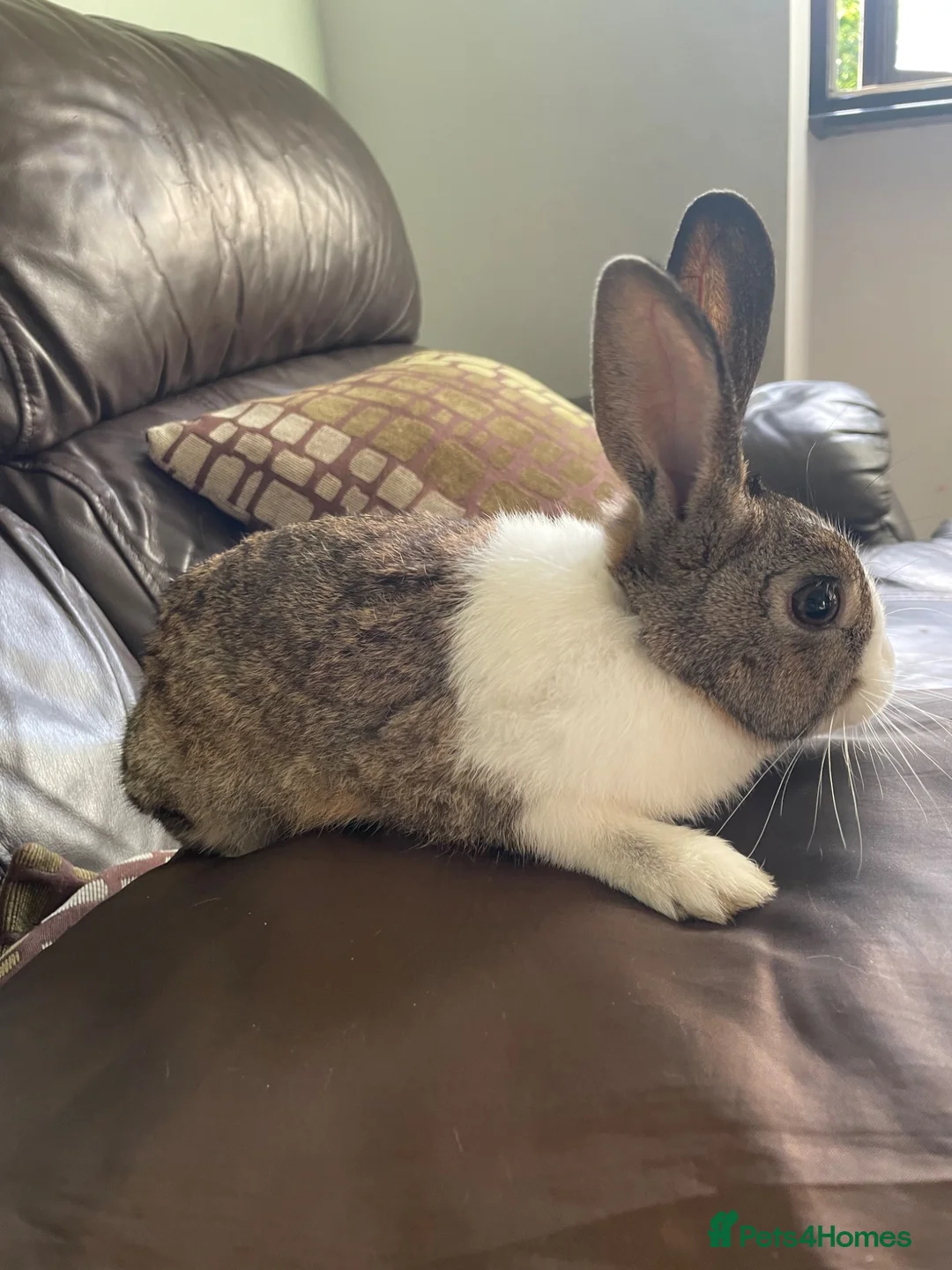 Mixed Breed rabbits for sale: Female and male rabbits in Isleworth - Advert 5